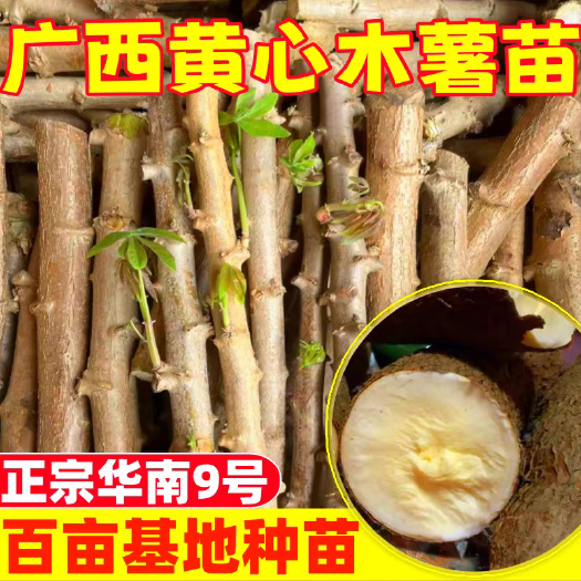 灵山县广西华南9号黄心木薯种苗，糖水店同款木薯