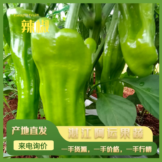 雷州市精品青泡椒大量上市 广东湛江产地直发