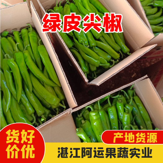 雷州市精品青皮辣椒 广东湛江产地辣椒大量供货