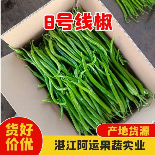 雷州市3/8号线椒 广东湛江产地精品辣椒大量供货