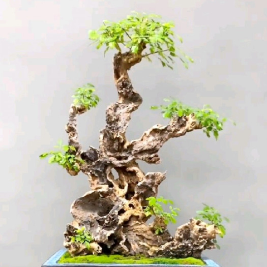 随县黄荆盆景素材桩，黄荆古桩盆景碳化镂空舍利于一体