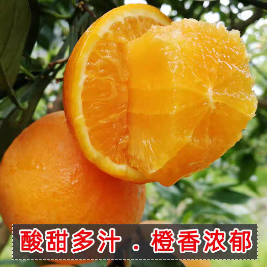 秭归县湖北脐橙个头均匀酸甜可口水分足入口化渣产地大量供应可视频看货