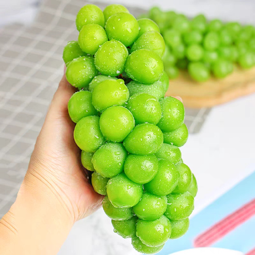 运城精品阳光玫瑰