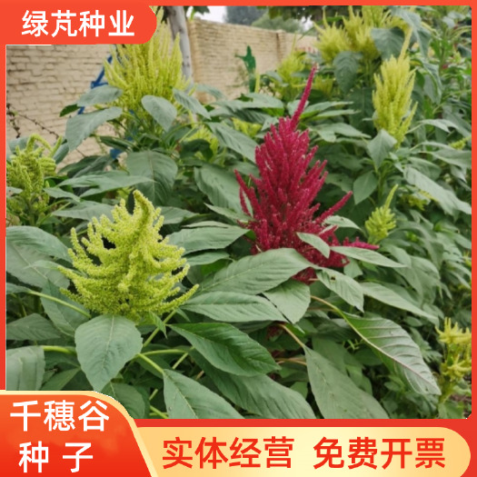 沭阳县千穗谷种子繁穗苋种子耐盐碱籽鲜切花观赏干花可做装饰装饰