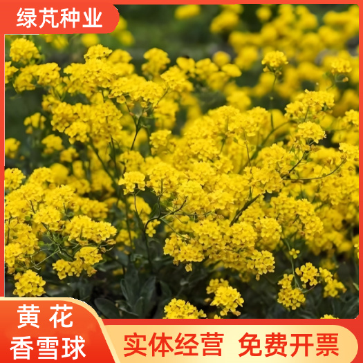 黄花香雪球种子四季播蜜源植物花期长芳香花种籽阳台庭院花境垂吊