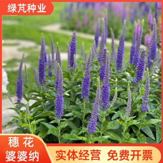 沭阳县穗花婆婆纳种子九尾花耐寒多年生宿根线性花材花籽皇家蜡烛花园蓝