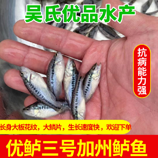 鲈鱼苗优3号，长身大板花纹，大鳞片，生长速度快