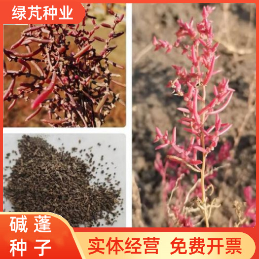 沭阳县碱蓬草种子耐盐碱治理荒地土壤改良荒碱菜盐地沙地红色海滩涂植物