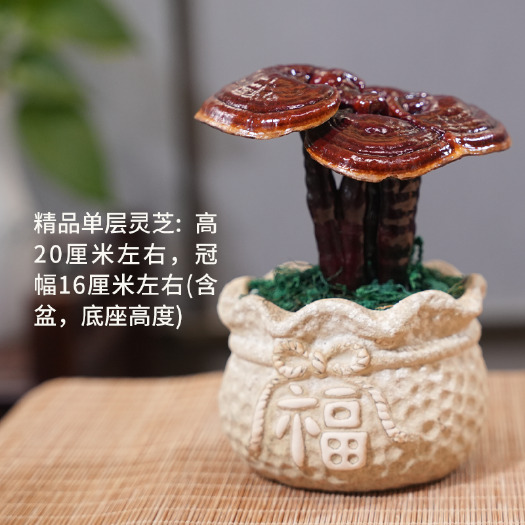 冠县灵芝盆景观赏摆件小盆栽送礼品装饰真灵芝四季养室内桌面