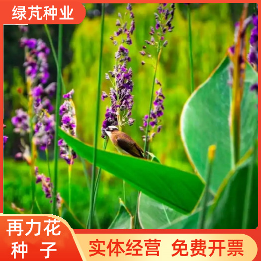 四季水生种子再力花种子多年生宿根植物