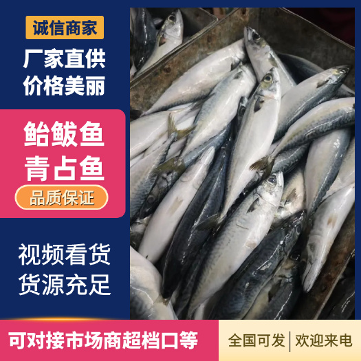 鲅鱼  鲐鲅鱼  青占鱼 各种规格  量大从优  一手货源