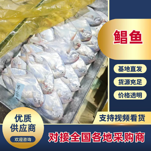 济宁银鲳鱼   鲳鱼  白鲳鱼  新鲜加工  厂家直销