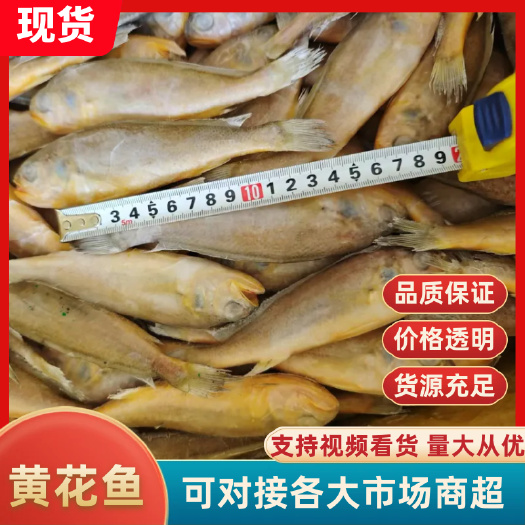 小黄鱼  黄花鱼  现捕捞现冷冻  确保新鲜度 源头批发