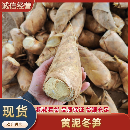建瓯市福建建瓯新鲜黄泥冬笋，品质保障，支持一件代发