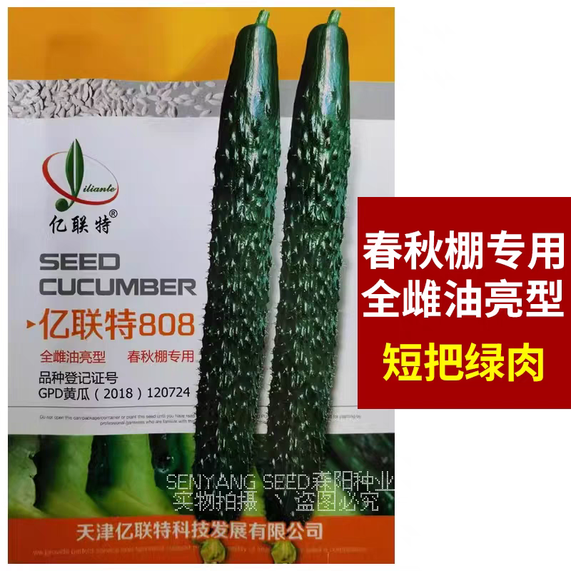 夏邑县黄瓜种子 亿联特808全雌油亮型春秋棚专用下瓜快圆头短吧绿肉