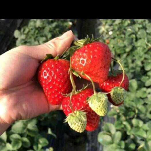 红颜奶油草莓