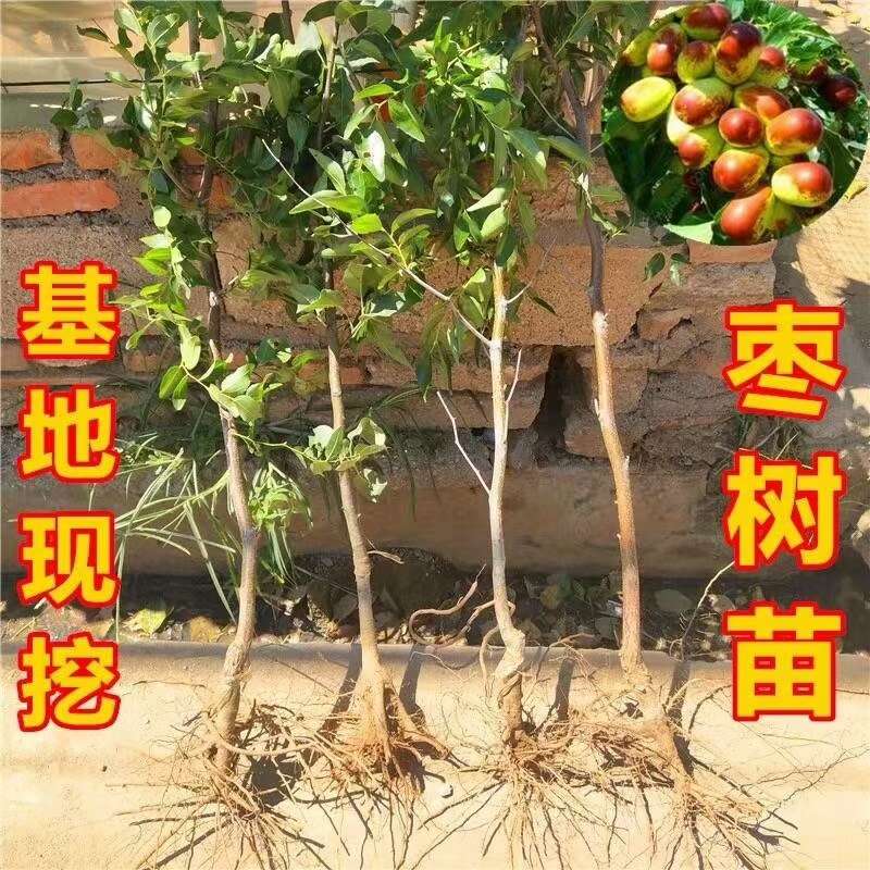 冬枣树苗