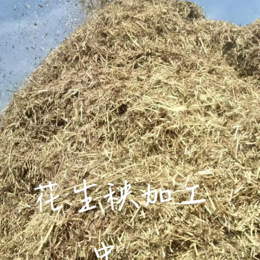 宁陵县花生秧颜色漂亮，无土无模是养殖户的选择
