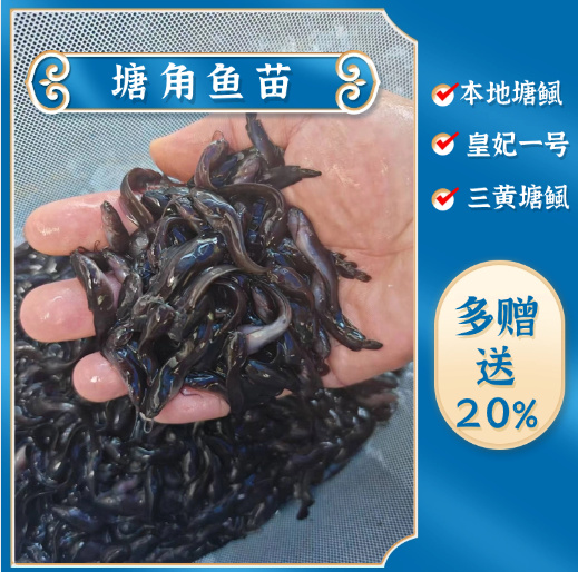 三黄塘鲺苗，产地直批，百万现货，支持全国发货