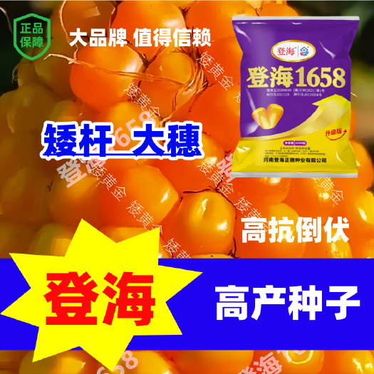 石家庄登海玉米新品种耐高温抗锈病玉米种子矮杆红轴大棒粮食饲料兼用