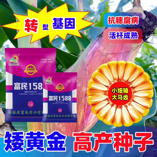 双国审玉米新品种耐高温矮杆杂交玉米种子抗倒抗病南方北方批发