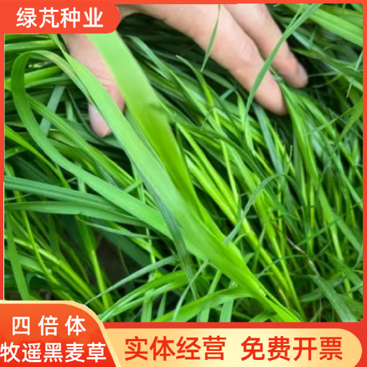 沭阳县四倍体牧遥黑麦草种籽猪牛羊鱼兔鸡鸭鹅黑麦草
