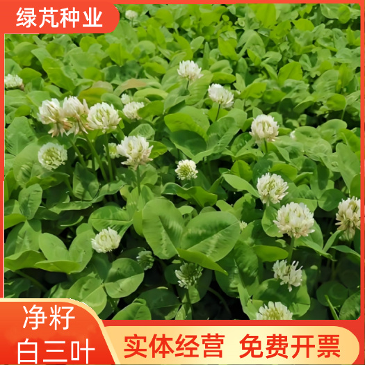 净籽白三叶草种子白车轴草种籽果园绿肥四季常青耐寒绿化草坪