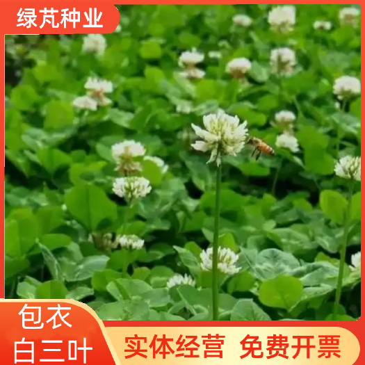 沭阳县包衣白三叶种子白车轴草种籽绿化草籽种草籽果园草种四季种子