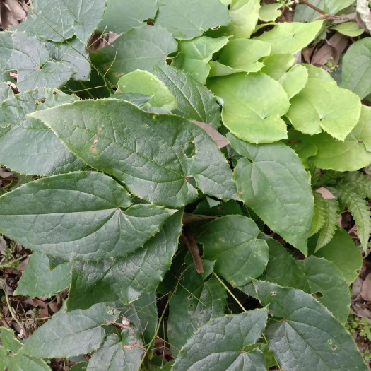 长阳县淫羊藿