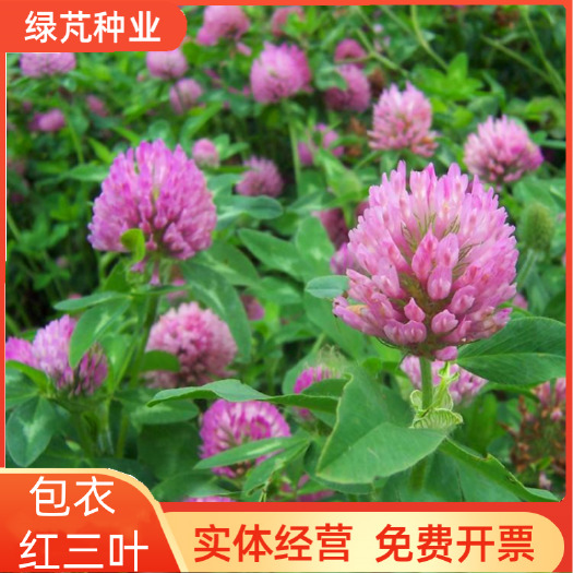 沭阳县包衣红三叶草种子四季多年生种籽果园林绿化阳台庭院