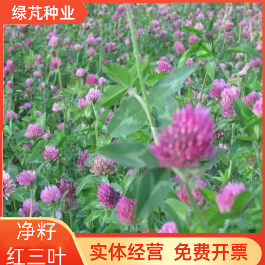 沭阳县净籽护坡固土红三叶草种子红花三叶草种籽四季常青绿化白三叶绿肥