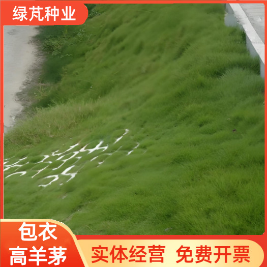 护坡包衣高羊茅种子复绿固土种子绿化种子