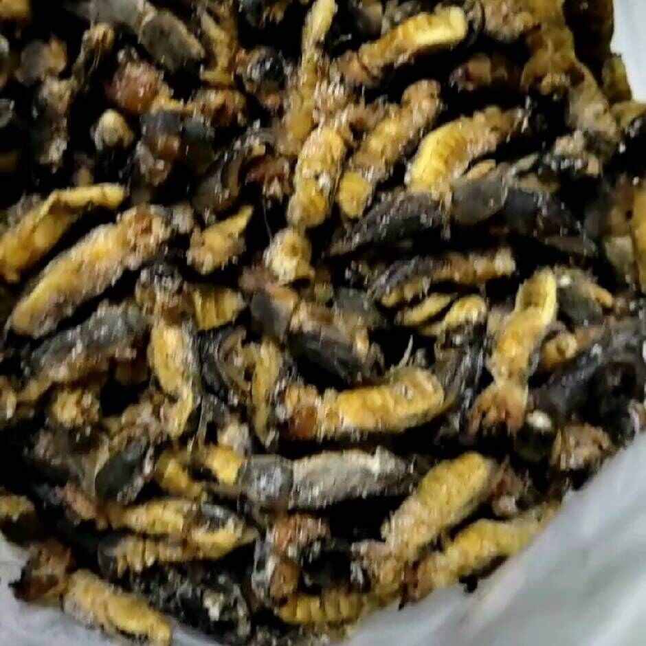 东北产地直销熟冻蝼蛄
