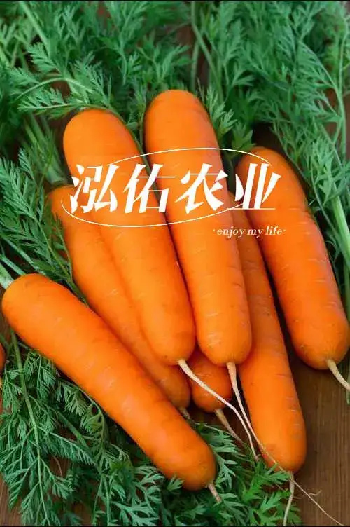 河南精品红萝卜中条、小条、土货，大量有货，价格不高，欢迎采购