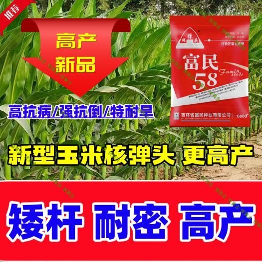 石家庄矮大棒大田高产玉米种子抗旱高产饲料种子抗病抗倒苞米种子