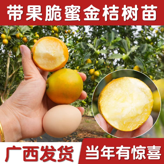 灵山县融安脆蜜金桔树苗四季广西脆皮可食用果树橘子树盆栽阳台