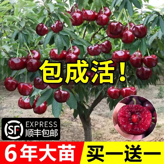 临沭县车厘子树苗樱桃树苖南方北方种植盆栽庭院果树矮化樱桃树大樱桃苗
