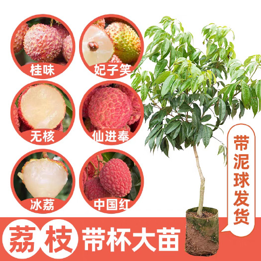 灵山县正品荔枝树苗 原产地广西灵山荔枝之乡