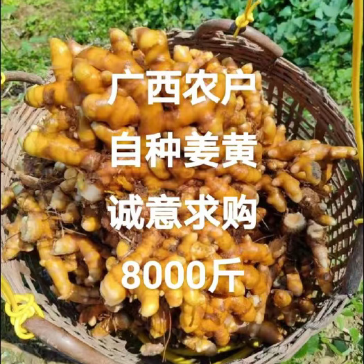 岑溪市广西优质小姜黄，农户自种，8000-10000斤，现挖