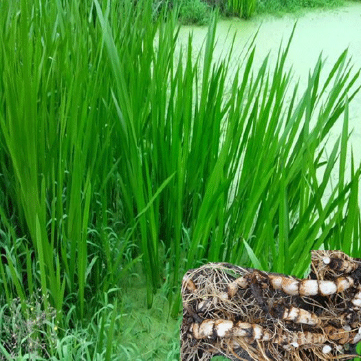 长沙水菖蒲