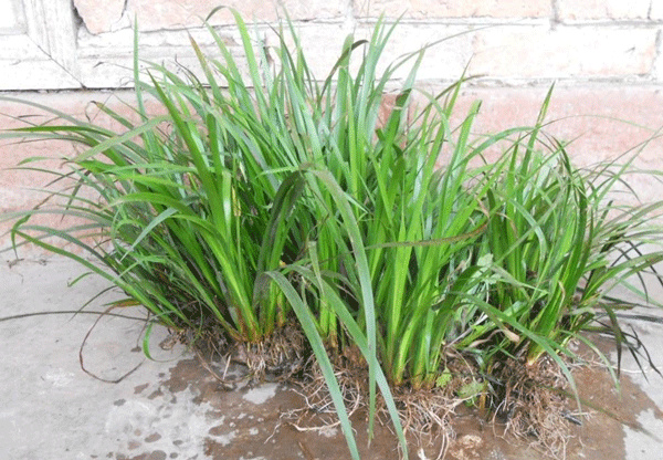 长沙石菖蒲