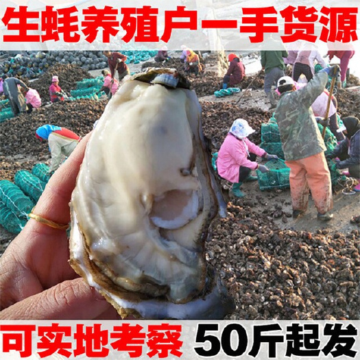 生蚝鲜活乳山牡蛎带壳海蛎子海鲜水产
