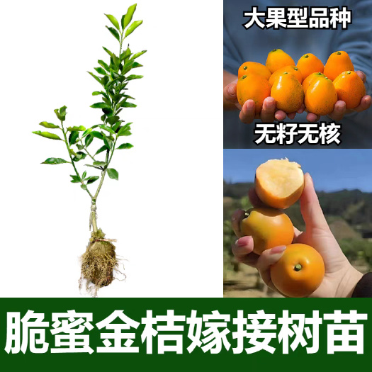 灵山县二代脆皮金桔，三代脆蜜金桔树苗杯苗 脆蜜金桔果