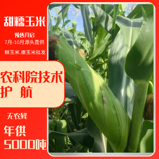 北京昌平鲜玉米甜糯玉米预售开启现摘现发大量货源