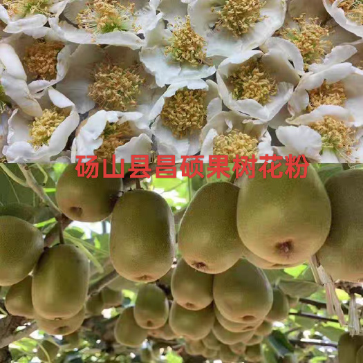 猕猴桃花粉，人工授粉，猕猴桃粉精粉