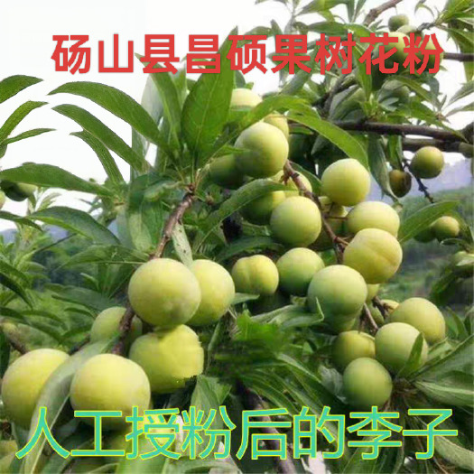 砀山县李子粉， 李子花粉精粉