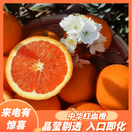 湖北秭归中华红血橙 颜色果肉火红 水分足果肉细嫩 欢迎订购