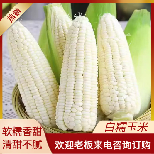 徐闻县白糯甜玉米 颗粒饱满 产地直供 价格美丽