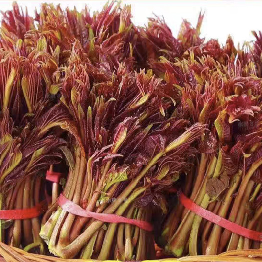 重庆市红头香椿芽