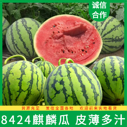 8424麒麟西瓜 皮薄多汁 颜色红水份足 口感甜